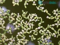 Ảnh Top 5 loài hoa kỳ lạ đang giữ kỷ lục trong thế giới tự nhiên