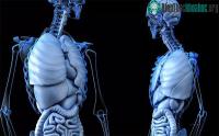 Ảnh Các bác sĩ chuyên khoa Hà Lan phát hiện một cơ quan mới trong cơ thể người