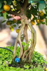 Ảnh Cây quất mộc căn là thế nào?