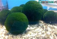 Ảnh Marimo: Loài tảo cầu cực kì "đáng yêu" hiện được giới trẻ yêu thích hiện nay là gì?