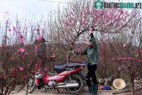 Ảnh Vị thuốc bất ngờ làm từ hoa đào, hoa mai