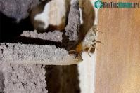 Ảnh Mối nguy hiểm tiềm ẩn từ loài mối khổng lồ khi nhiệt độ Trái đất dần tăng lên
