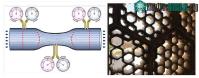 Ảnh Tổ tiên chúng ta đã sáng tạo cách làm mát  như thế nào?
