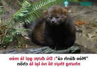 Ảnh Kỳ lạ loài Mèo đánh cá: Được gọi là mèo nhưng thực tế lại là chồn