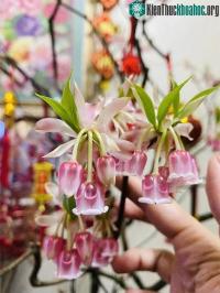 Ảnh Những cành đào mới lạ đang "sốt" chợ Tết trong năm nay
