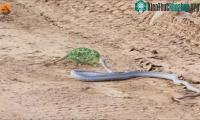 Ảnh Ngụy trang thất bại, tắc kè hoa bị rắn boomslang lao đến tiêm nọc độc