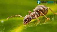 Ảnh Kiến có thể phát hiện mùi ung thư từ mẫu nước tiểu