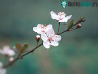 Ảnh Truyền thuyết tình yêu ngàn năm ẩn sau vẻ tinh khôi của hoa anh đào Nhật Bản