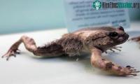 Ảnh Ếch "người sói" tự bẻ gãy xương của mình để làm vũ khí