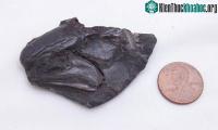 Ảnh Nghiên cứu bộ não cổ xưa nhất trong hóa thạch 319 triệu năm