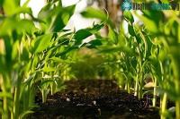 Ảnh Mặt trái của "thần dược" ngành trồng trọt