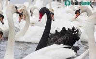 Ảnh 1 triệu con thiên nga đen quý hiếm có thể bị "quét sạch" hoàn toàn vì dịch bệnh này