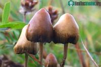 Ảnh Quốc gia đầu tiên công nhận chất gây ảo giác chính là thuốc chữa bệnh