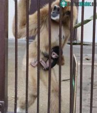 Ảnh Giải mã bí ẩn vượn cái tự mang thai khi bị nhốt trong vườn thú Nhật Bản