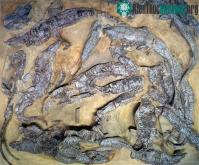 Ảnh Vén màn bí ẩn "khủng long lai đại bàng, cá sấu" với hơn 200 triệu tuổi