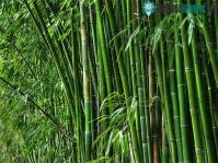 Ảnh Loại cây có biểu tượng văn hóa Việt có công dụng chữa bệnh "thay đổi thời tiết" vô cùng hiệu quả