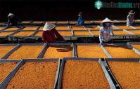 Ảnh Nghề làm muối ớt Tây Ninh đã trở thành "di sản văn hóa phi vật thể quốc gia"