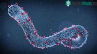Ảnh Virus Marburg gây tử vong cao nhưng không dễ lây nhiễm