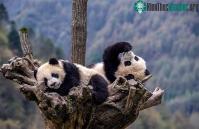 Ảnh Cứu gấu trúc khỏi tuyệt chủng, chúng ta có vô tình làm hại những loài vật khác?