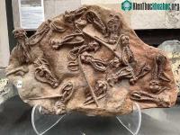 Ảnh Phát hiện hóa thạch kỳ lạ của "người ngoài hành tinh" 280 triệu năm tuổi ở Tây Úc?