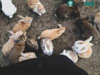 Ảnh Gần nghìn con thỏ tại Nhật đối diện với nguy cơ bị xóa sổ chỉ vì việc làm của du khách