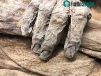 Ảnh Giám định lại xác ướp bí ẩn 250 tuổi, giải oan cho tổ tiên cựu Thủ tướng Anh
