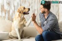Ảnh Chó nhà có thể sống sót khi không có con người chăm sóc?