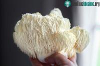 Ảnh Công dụng của món ăn có hình thù lạ: Không những kiểm soát đường huyết mà còn ức chế được tế bào ung thư