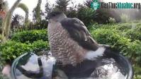 Ảnh Lắp camera theo dõi, người phụ nữ bất ngờ phát hiện nhiều "khách không mời"