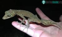 Ảnh Phát hiện ra loài tắc kè mới "giống rồng" tại Australia