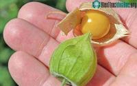 Ảnh Loại quả ở Việt Nam mọc đầy đường, người Nhật lại bán tới triệu 1kg