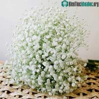 Ảnh Những loài hoa dễ gây dị ứng bạn cần chú ý