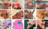 Ảnh Các nhà khoa học Trung Quốc đã  tạo thành công loài chuột có sừng
