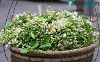Ảnh Tháng 3 mùa hoa bưởi: Chuyên gia chỉ một loạt bài thuốc chữa bệnh và làm đẹp