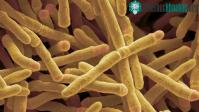 Ảnh Phát hiện enzyme đặc biệt có thể biến không khí thành năng lượng