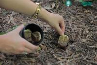 Ảnh 6 công dụng tuyệt vời của bã trà trong việc trồng rau