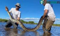 Ảnh Trăn Miến Điện đã phát triển bùng nổ khiến Florida phải bất lực