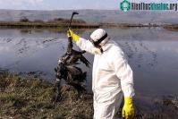 Ảnh Chủng virus chết người từ gia cầm đang trở thành mối lo mới 