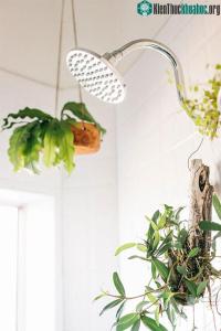 Ảnh 5 bước để cứu cây cảnh khi lá ngả vàng