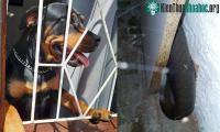 Ảnh Chú chó rottweiler dũng cảm cứu chủ khỏi rắn mamba đen kịch độc