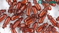 Ảnh Kết quả nghiên cứu mới gây sốc: Bọ cánh cứng uống nước bằng mông