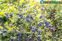 Ảnh Australia thử nghiệm phương pháp dùng ruồi để thụ phấn cây trồng