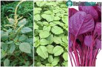 Ảnh Những lợi ích tuyệt vời của rau dền cho sức khỏe