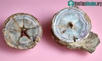Ảnh Tìm thấy trứng khủng long 60 triệu năm chứa đá mã não