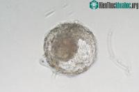 Ảnh Trung Quốc tạo ra phôi khỉ mà không cần đến trứng và tinh trùng, 3 con khỉ cái đã mang thai vì thế