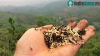 Ảnh Sốc phản vệ do ăn trứng kiến: Những điều cần biết nhằm bảo vệ sức khoẻ