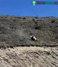 Ảnh Gấu trúc khổng lồ có thể sống được ở trên cao nguyên hay không?