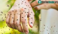 Ảnh Muỗi sẽ tấn công con người quanh năm vì vấn đề gì?