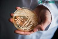 Ảnh Một loại nấm có thể gây chết người đang lan rộng trên thế giới