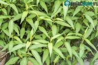 Ảnh Top các lợi ích tuyệt vời của rau răm với sức khỏe